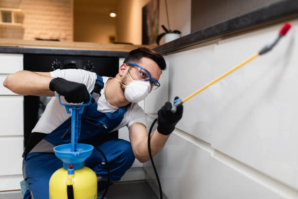 Best Flea Control Services  in Gassville, AR