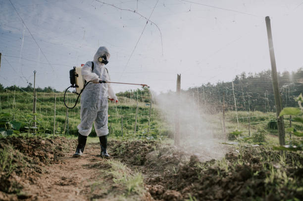 Best Termite Control Services  in Gassville, AR
