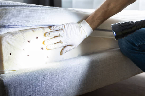 Best Bed Bug Extermination  in Gassville, AR