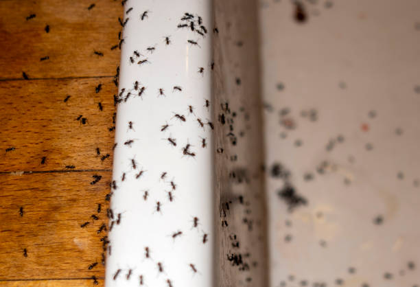 Best Cockroach Control Services  in Gassville, AR