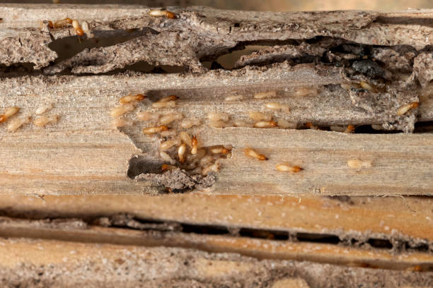 Best Local Pest Control Services  in Gassville, AR